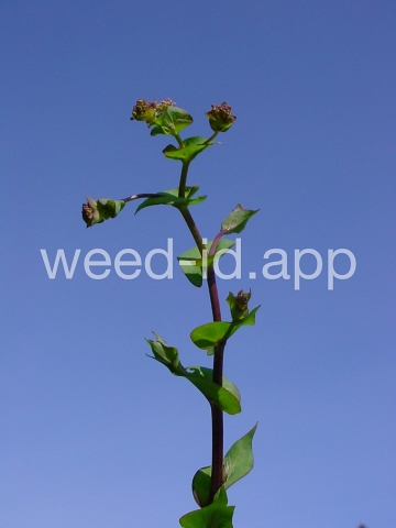 pepperweed, clasping
